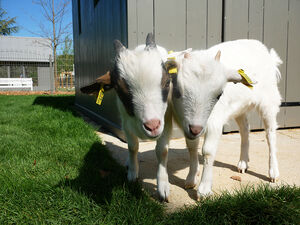 Câlin et Tartine, les deux chèvres naines du jardin botanique