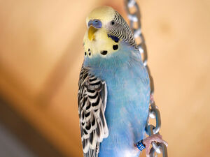 Une volière accueille une dizaine de perruches