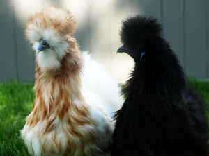 Poules soie et padoues dans le jardin botanique