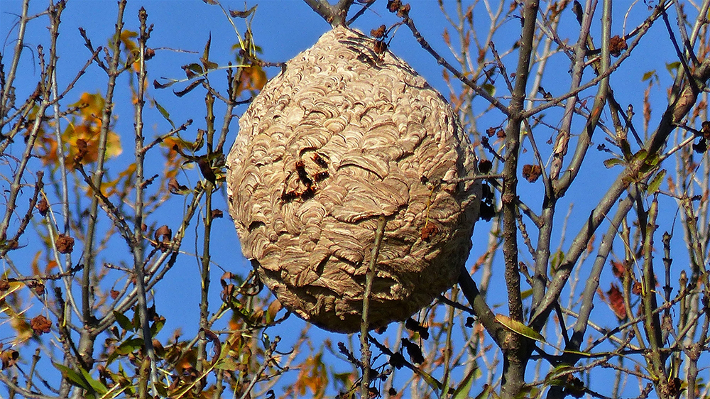 Un nid souvent perché dans les arbres